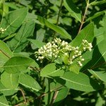 Herbs by Scientific Name