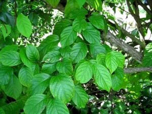 Banisteriopsis caapi (Ayahuasca)