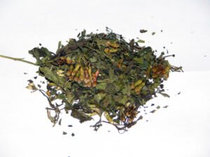 Calea zacatechichi (Dreamherb)