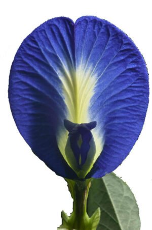 Clitoria ternatea (Clitoria Blue)